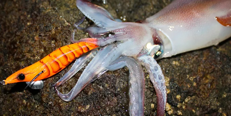 eging calamare squid كالامار